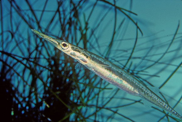Tubesnout Female