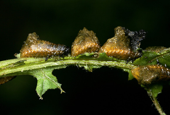Lily Beetle Larvae - 1