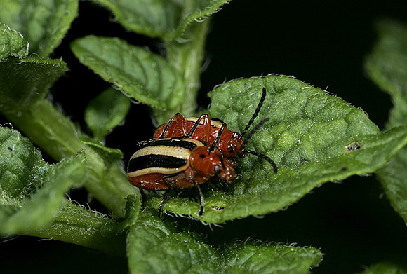 Potato Beetles Mating - 6