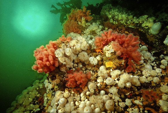 BC Reef - 1