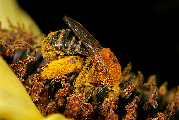 Bee on Sunflower - 2