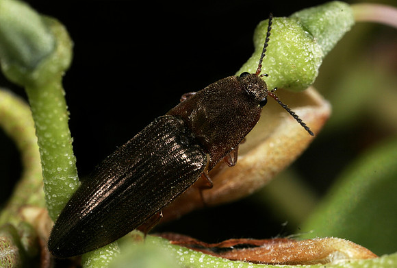 Click Beetle - 3