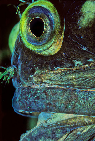 Sarcastic Fringehead