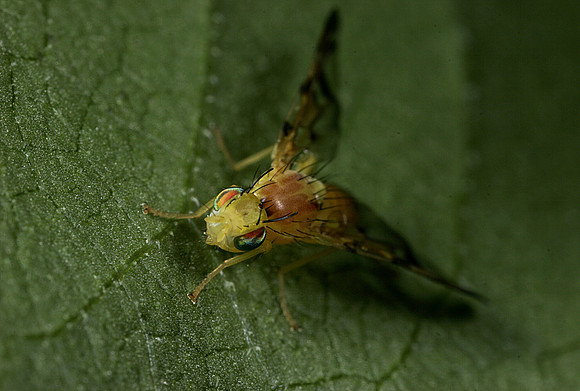 Orange Fly - 5