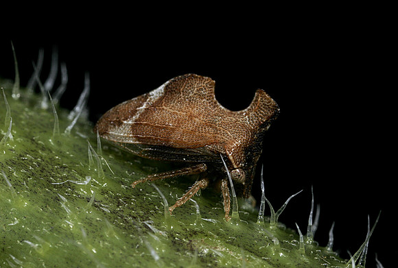 Treehopper - 6