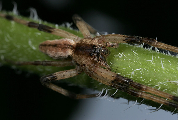 Nursery Web Spider - 5