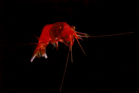 Red Mysid - 1