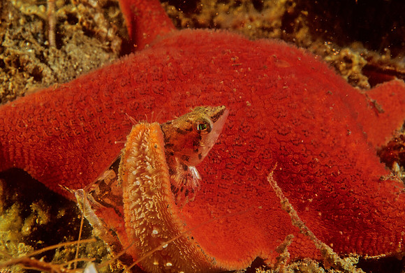 Painted Greenling - 4