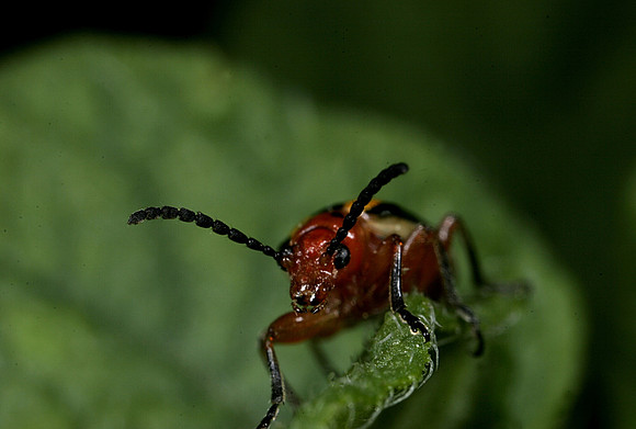 Potato Beetle - 1