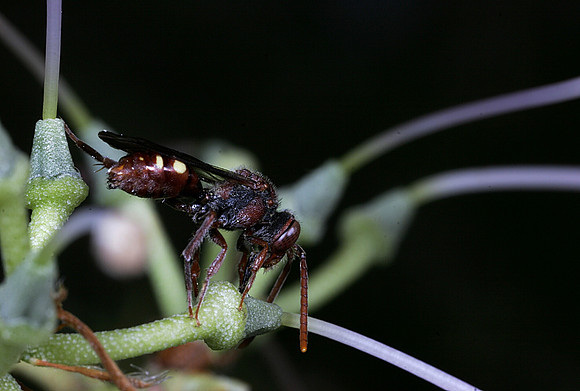 Nomad Bee - 3