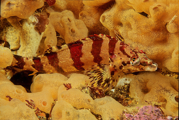 Painted Greenling - 3