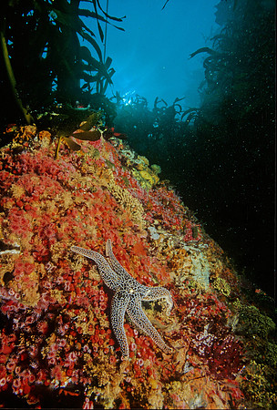 Kelp Forest Wall - 17