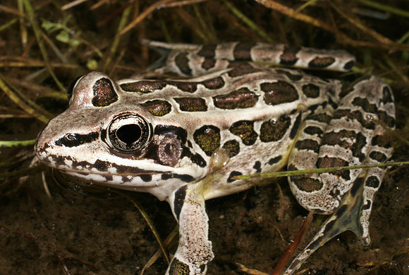 Pickerel Frog - 2