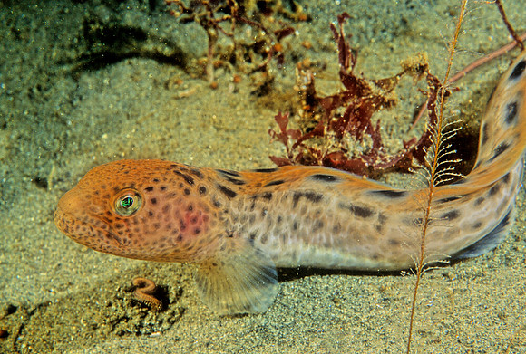 Juvenile Wolf-eel - 2
