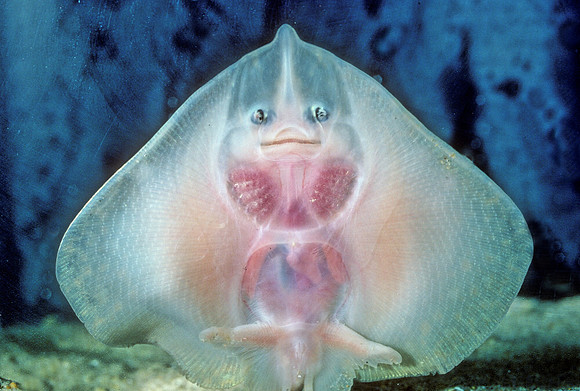 Big Skate Juvenile
