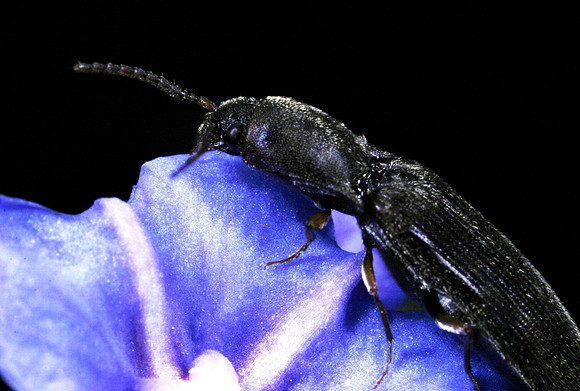 Click Beetle - 1