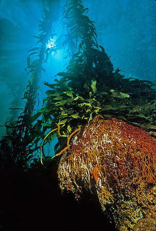 Giant Kelp Holdfast - 7