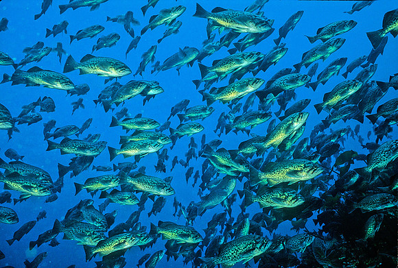 Blue Rockfish - 3