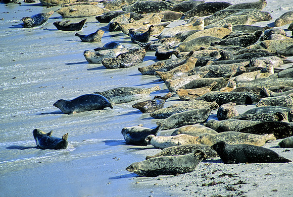 Harbor Seals - 2