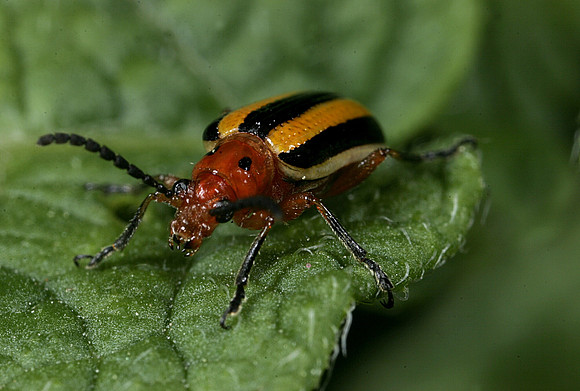 Potato Beetle - 2