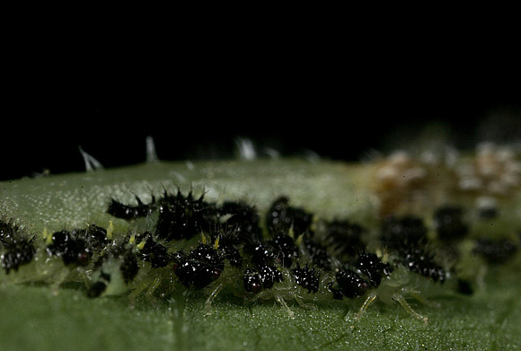 Treehopper Nymphs - 2