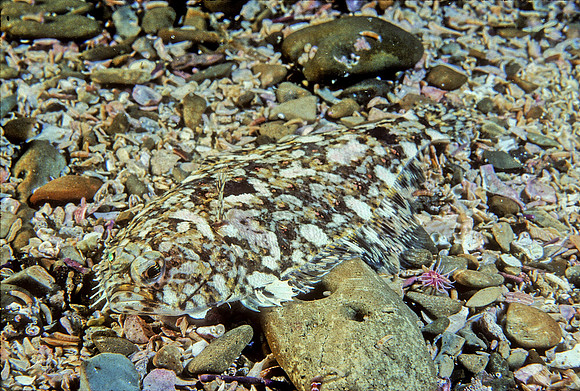 Sanddab - 2