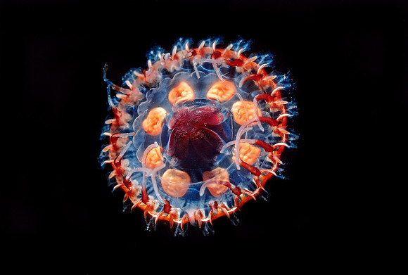 Atolla - 2