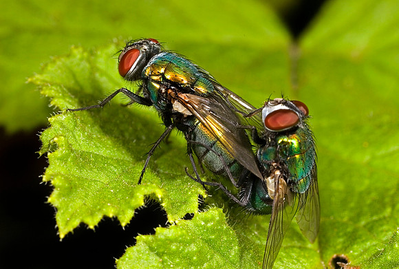 Green Bottle Flies Mating
