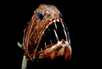 Fangtooth - 4