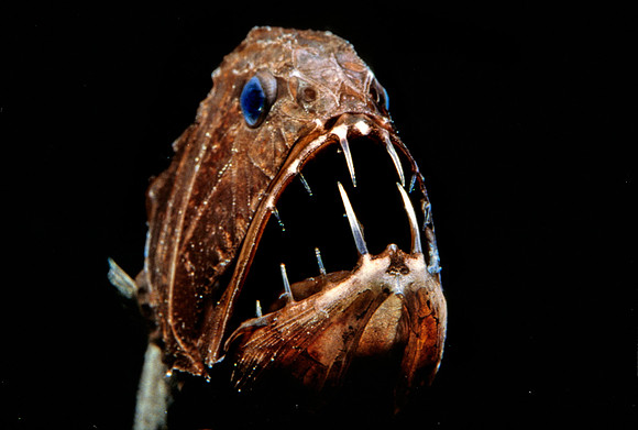 Fangtooth - 4