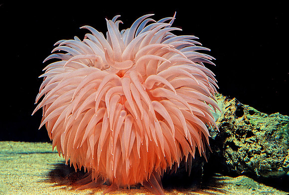 Pom-pom Anemone - 2