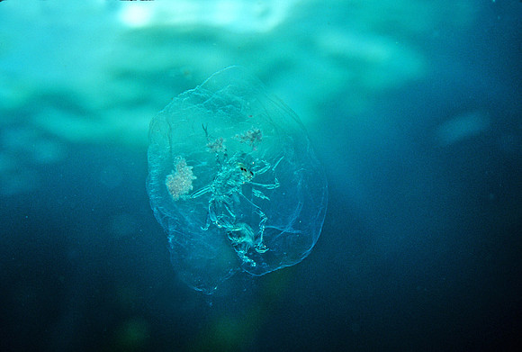 Phronima - 9