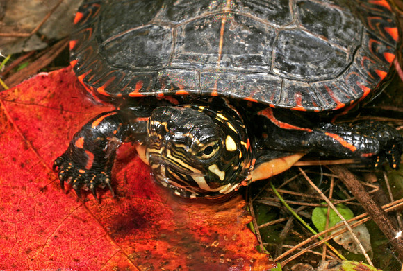 Painted Turtle - 4