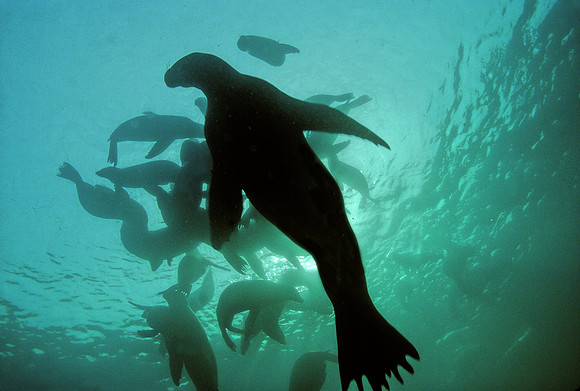 Sea Lions - 2