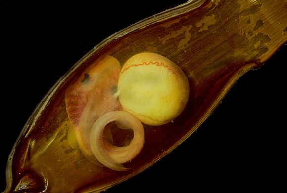 Filetail Catshark Embryo - 2