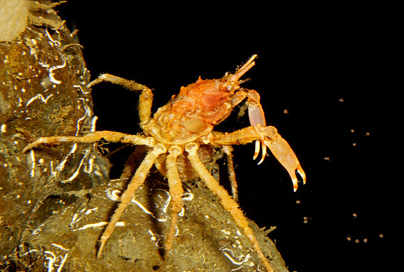 Decorator Crab Releasing Larvae - 1