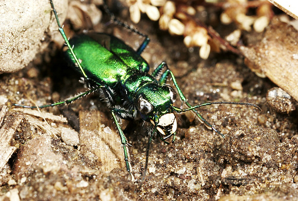 Tiger Beetle - 9