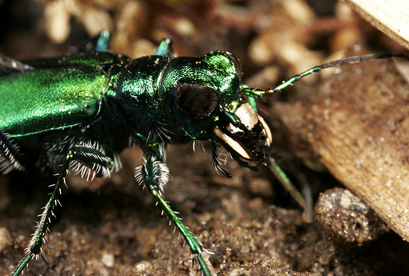 Tiger Beetle - 8