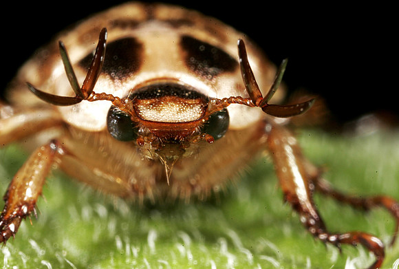 Scarab Beetle - 12
