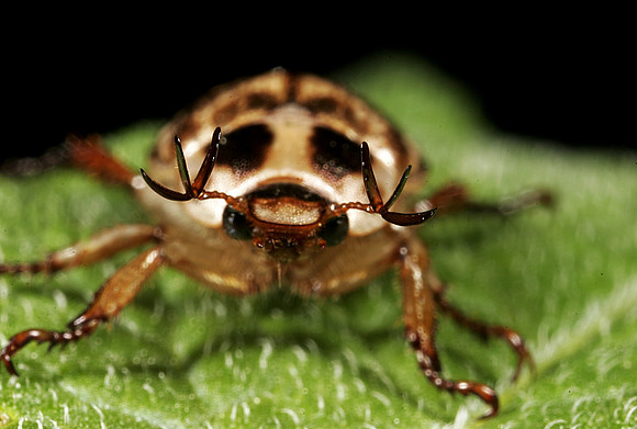 Scarab Beetle - 10