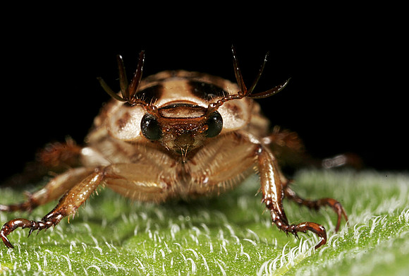Scarab Beetle - 11