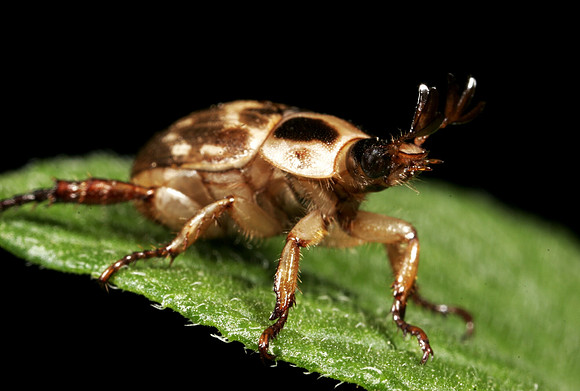 Scarab Beetle - 13