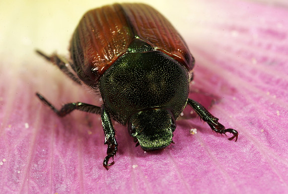 Japanese Beetle - 1