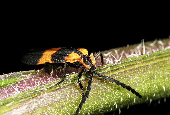 Net-winged Beetle - 4