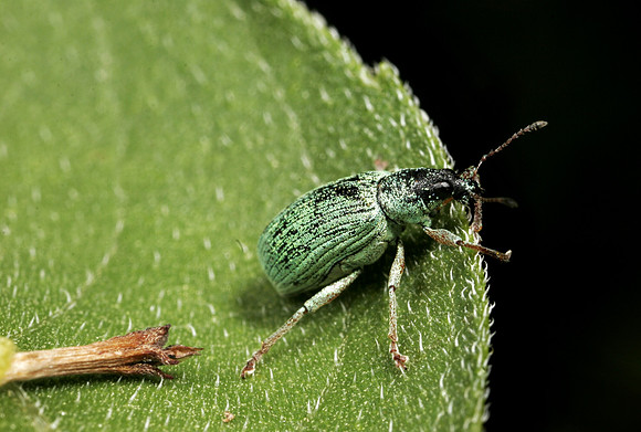 Green Leaf Weevil - 1