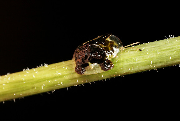 Tortoise Beetle - 3