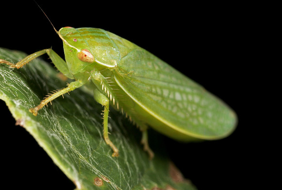 Leafhopper - 12