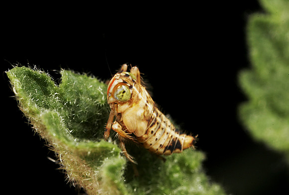 Leafhopper Nymph - 7