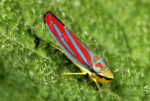 Leafhopper - 10