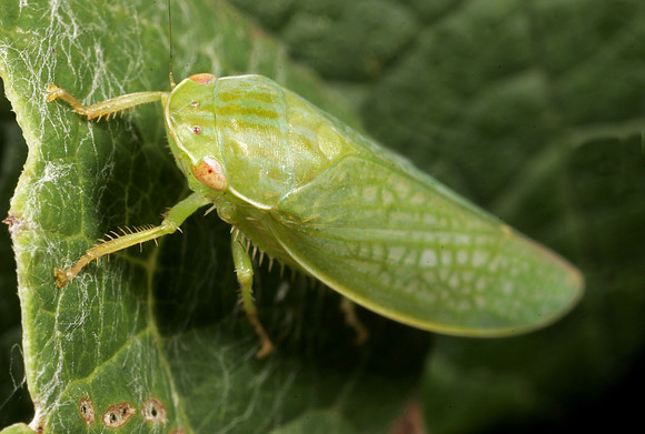 Leafhopper - 11